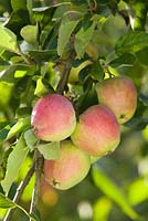 Malus - Apple Discovery. Hall Farm Garden à Harpswell près de Gainsborough dans le Lincolnshire. Août 2014.