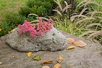 Sedum spurium - Orpin du Caucase pourpre dans une jardinière en pierre sur un dessus de table en pierre dans un jardin à l'automne.