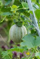 Melon Cucumis - melon cantaloup poussant sur support filaire - juillet - Oxfordshire