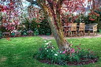 Le Prunus est sous-planté de fritilaria créant une toile de fond colorée à la terrasse à manger - Allington Grange