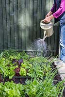 Arroser les légumes dans un parterre de jardinage de pied carré