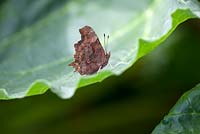 Papillon virgule - Polygonia c - album sur une feuille de rhubarbe