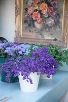 Les fleurs sont regroupées dans des thèmes de couleurs ici, les bleus frais sont assis jusqu'au cou dans l'eau, prêts pour un cours d'arrangement floral