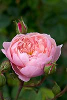 Rosa 'La rose d'Alnwick'
