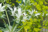 Vol stationnaire sur Eryngium giganteum en été