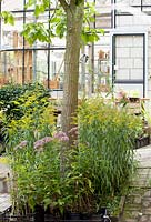 Solidago - Golden Rod et sedum plantes en pots entourent l'arbre du jardin urbain KWEEKLAND au coeur de la ville d'Arnhem.