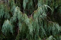 Juniperus cedrus - Îles Canaries Genévrier avec cônes de graines - août - Gloucestershire