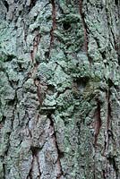 Écorce de Pinus muricata 'Bishop Pine' - août - Gloucestershire