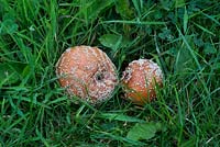 Malus domestica - Pommes tombées avec pourriture brune - Août - Oxfordshire