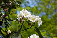 Rhododendron decorum - mai