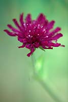 Knautia 'Red Knight' - Scabieuse macédonienne