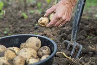 Récolte de pommes de terre 'Premiere' dans une bordure de légumes d'attribution