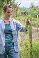 Femme enlevant la prêle - Equisetum arvense, d'un lotissement