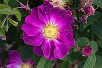 Rosa gallica 'Violacea', synonyme Rosa 'La Belle Sultane'