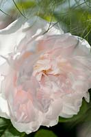 Rosa 'centifolia muscosa alba'