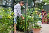 Femme pincant des pousses latérales sur une plante de tomate dans une serre