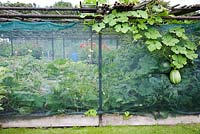 Cage protectrice de légumes et de fruits sur un allotissement, fabriquée à partir d'échafaudages en fer recyclé et de filets en plastique