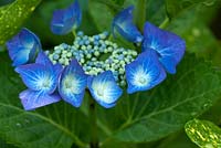 Hydrangea Macrophylla 'Teller Blue' blue flowerhead en été, au jardin High Meadow dans le Staffordshire