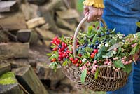 Woman holding basket contenant Snowberry, Spindle, Dogwood, Rose hip, Hawthorn et Sloe.