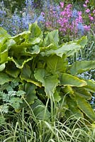 Zantedeschia aethiopica 'Déesse verte'