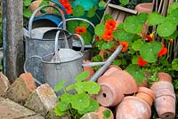 Capucine se précipitant à travers la collecte de pots de fleurs en terre cuite et d'arrosoirs traditionnels.