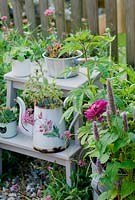 Plantes à fleurs roses et violettes, y compris les zinnias et agastache en pots sur le patio
