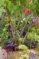 Érable et vivaces plantés dans un parterre de fleurs surélevé dans un jardin contemporain. Espace pour se connecter et grandir.