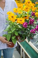 Femme parcourant les plantes à vendre dans un centre de jardinage. Rudbeckia hirta F1 'Tiger Eye Gold' et Celosia caracas