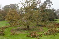 Récolte annuelle de houx. Les branches du houx panaché Ilex x altaclarensis 'Golden King' sont éclaircies et entassées sur le sol avant la boxe.