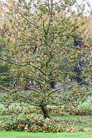 La récolte annuelle de houx. Les branches du houx panaché, Ilex x altaclarensis 'Golden King' sont amincies et entassées au sol avant la boxe.