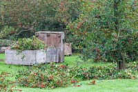 La récolte annuelle de houx. Les branches sont amincies et entassées sur le sol avant la boxe dans de grandes caisses en bois, visibles en arrière-plan.
