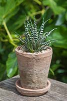 Haworthia fasciata planté en pot d'argile