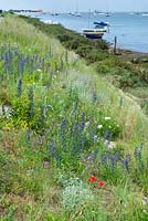 Echium vulgare, bugloss de vipère, établi sur des défenses maritimes en béton, Wells next the sea, Norfolk, Angleterre