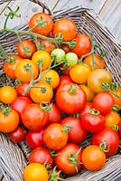 Tomates de culture maison dans le panier.