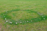 Cercle de fées de champignons inconnus sur une grande pelouse.