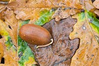 Chêne pédonculé, Quercus robur, gland germent sur un sol boisé