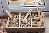 Pommes de terre de semence dans un plateau de coupe par le salon des portes-fenêtres.