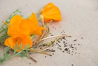 Fleurs, têtes de graines et graines d'Eschscholzia californica - Pavot de Californie