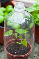 Les jeunes plants de haricots bas sous une bouteille de boissons gazeuses vide utilisée comme cloche