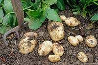 Premières pommes de terre nouvelles précoces, 'Arran Pilot', fraîchement creusées sur une petite parcelle, UK, mai