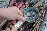 Les haricots Borlotti, 'solista' les haricots sont retirés par le jardinier en préparation pour le stockage d'hiver, Norfolk, UK, octobre