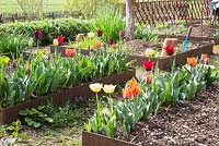 Tulipes dans un jardin de cottage moderne avec des patchs encadrés de corten rassis