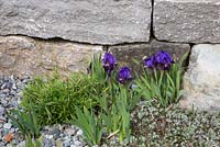 Détail d'un mur en pierre sèche avec Antennaria dioica 'Rubra' et Iris barbata nana