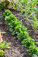 Valerianella locusta et Allium tuberosum en potager