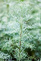 Artemisia frigida
