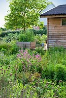 Jardin de Gabriel, Norfolk. Mai, printemps. Vue du studio entouré de jardin de coupe et d'herbes dans des parterres de fleurs surélevés.