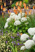 Kniphofia 'Tawny King' avec Géranium 'Azure Rush', Hydrangea arborescens 'Annabelle' et Coreopsis verticillata 'Moonbeam '. Association de vivaces et d'arbustes. Juillet.