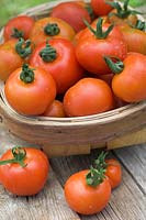 Tomates biologiques maison fraîchement cueillies, avec un trug rustique sur une table de jardin patinée