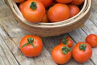 Tomates biologiques maison fraîchement cueillies, avec un trug rustique sur une table de jardin patinée