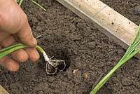 Jardinier plantant des plants de poireaux sains 'Bulgarian Giant', sur attribution